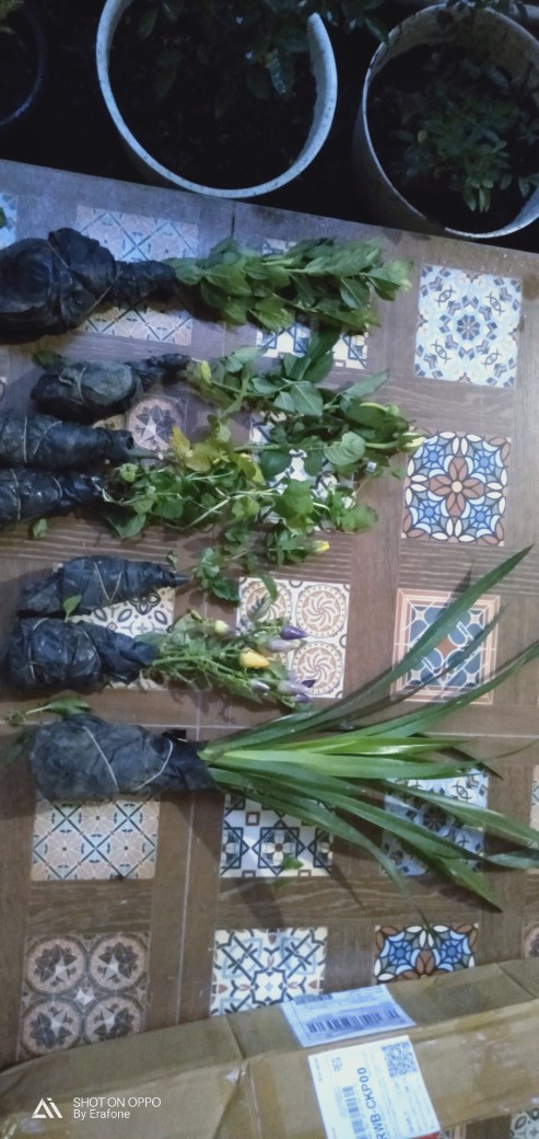 Tanaman Daun Mint