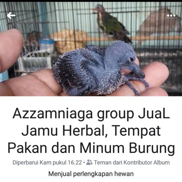 Jamu Subur Uritan Jamu Herbal Buat Burung Perkutut Tekukur Dan