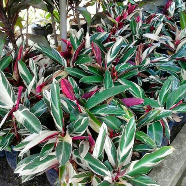 Tanaman hias calathea triostar multicolor meranti bali bibit taneman maranta chalathea