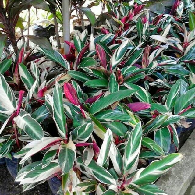 Tanaman hias calathea triostar multicolor meranti bali bibit taneman maranta chalathea