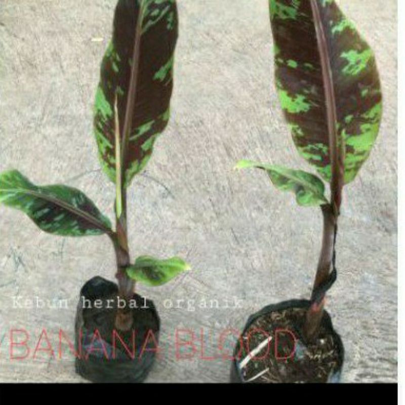 Bibit Tanaman Hias Banana Blood