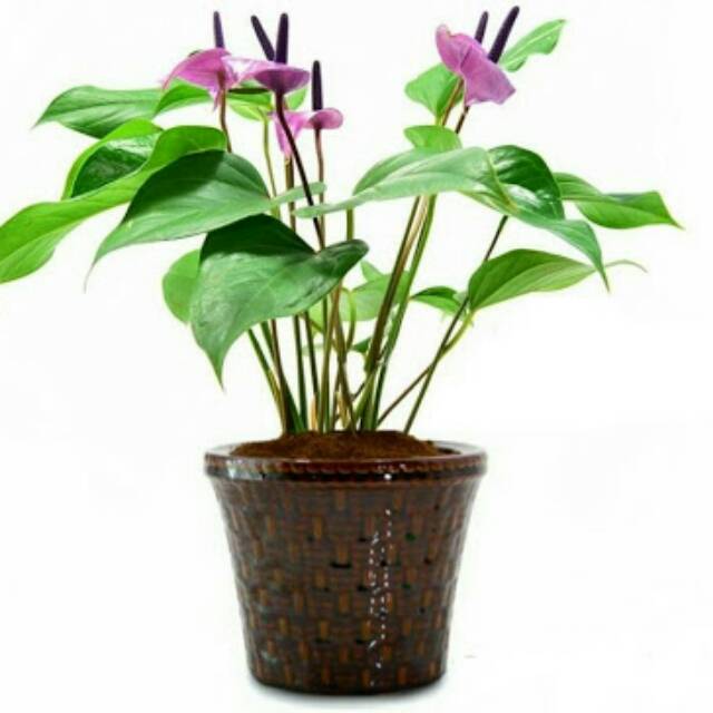Tanaman hias Anthurium Ungu mini