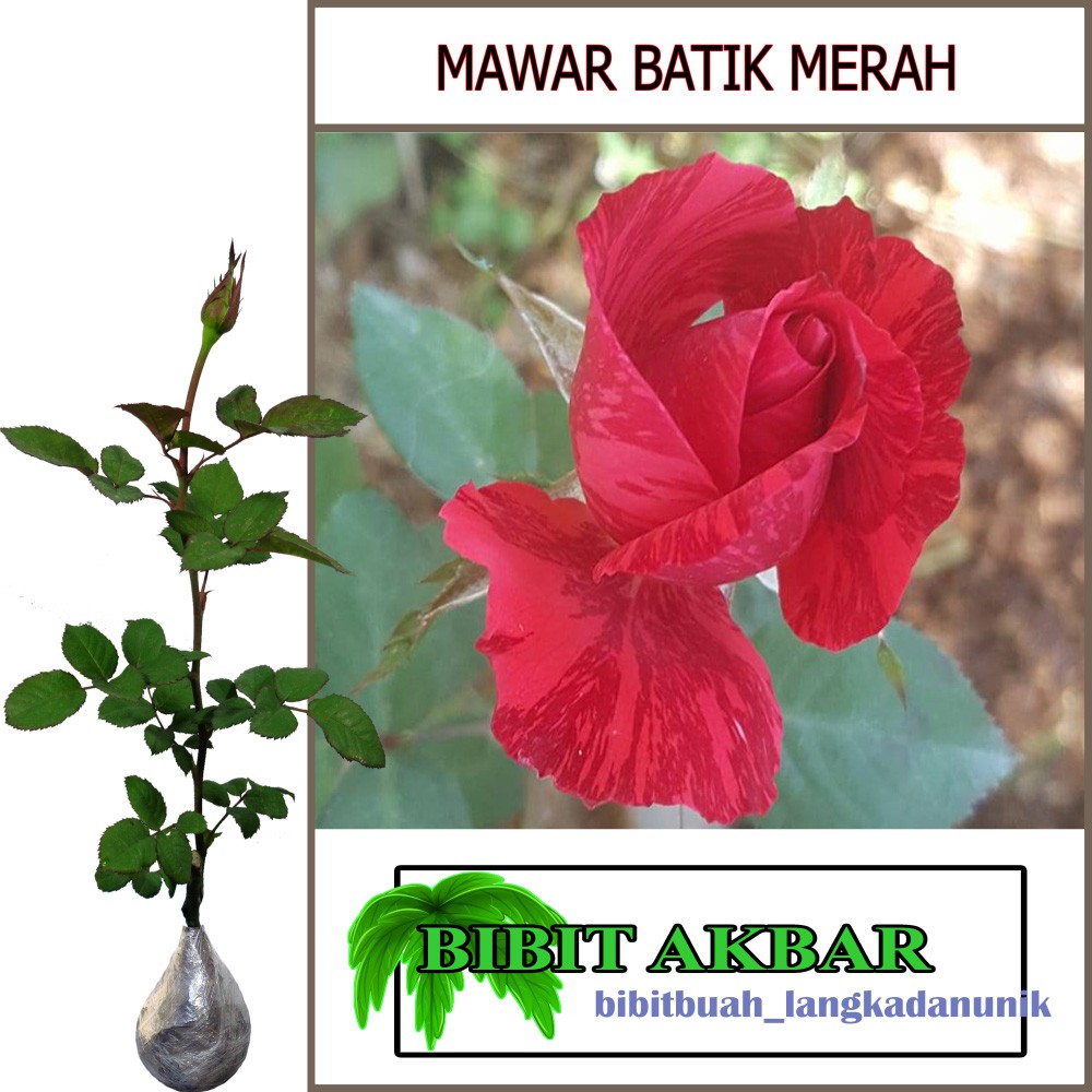 Bibit Tanaman Hias Bunga Mawar Batik Merah Shopee Indonesia