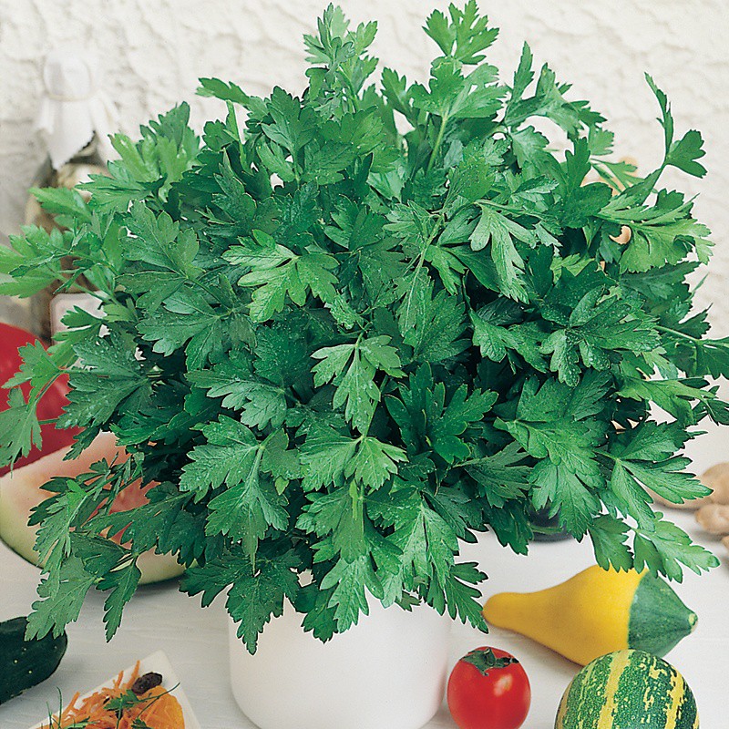 Benih Bibit Biji - Parsley Italian Plain Leaved 2 Herb Seeds - IMPORT