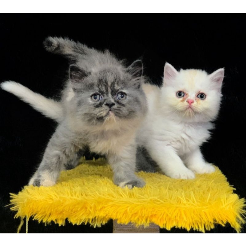 kucing flatnose betina cantik siap adopsi