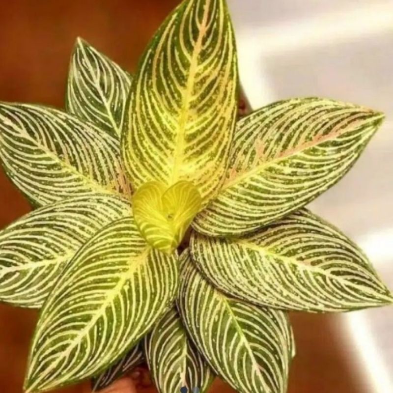 bibit bonggol aglonema GOLDEN HOPE