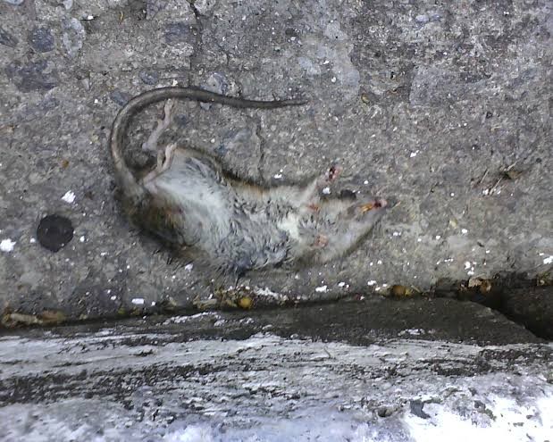 Ramtus Obat Racun Tikus Langsung Mati Kering Tidak Bau Sangat Ampuh Racun Pembasmi Tikus 12 Pack