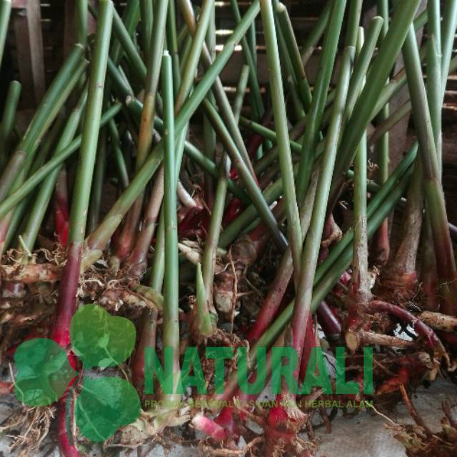 Bibit tanaman  kapulaga 1kg pohon kapol jenis lokal jawa siap tanam