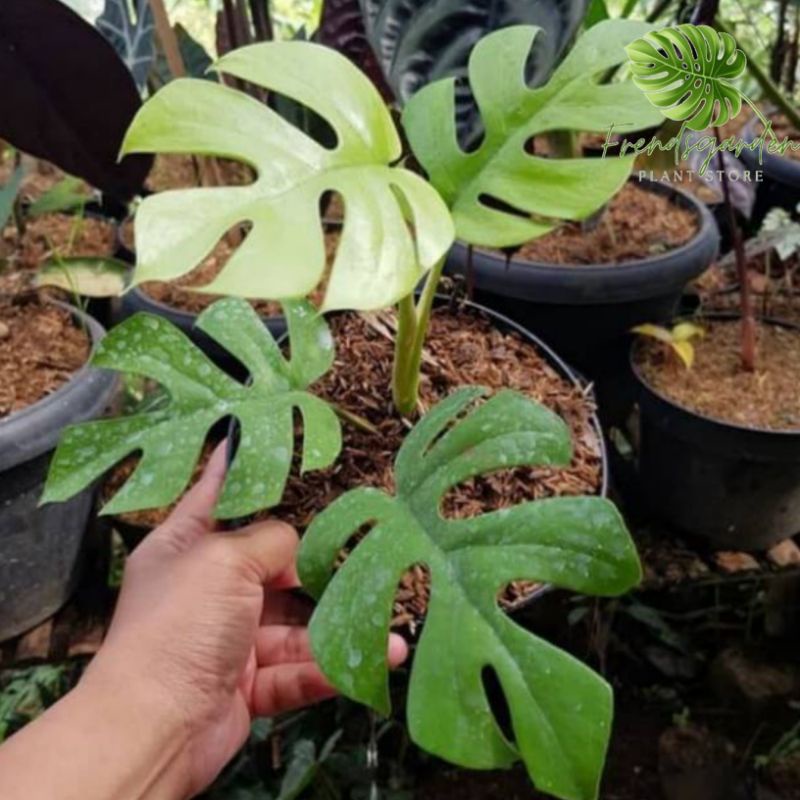 Monstera mini raphidopora tetrasperma - monstera mini