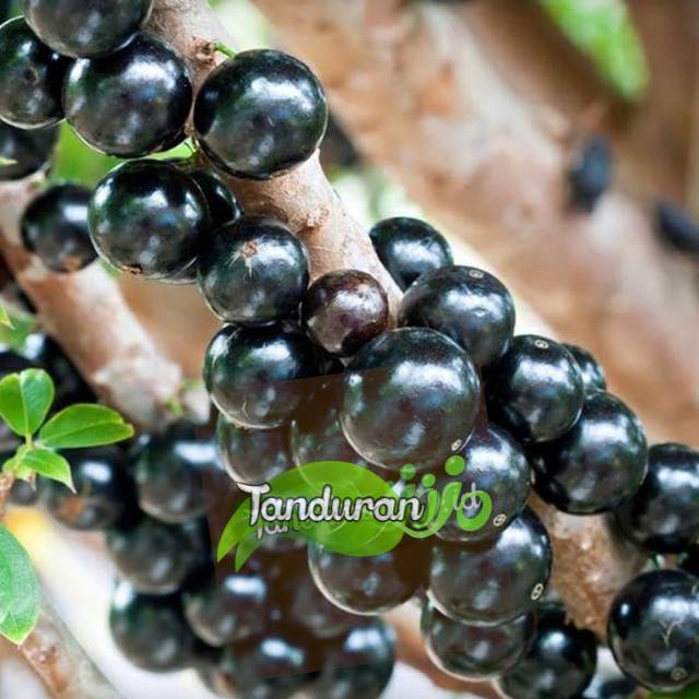 Bibit Anggur Brazil Preco // ORIGINAL ANGGUR PRECO