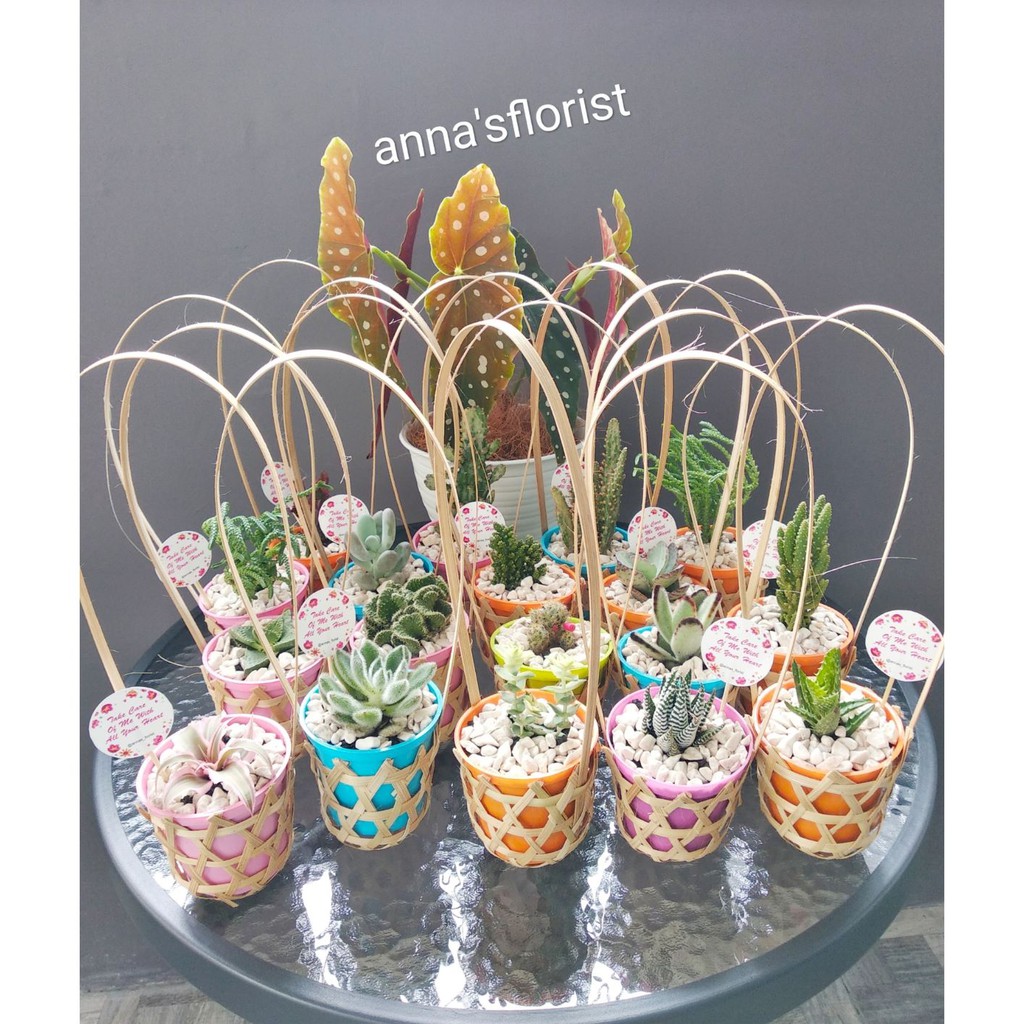 Paket Souvenir Pernikahan / Kaktus / Sukulen / Murah / Cactus / Succulent / Unik / Anyaman ...