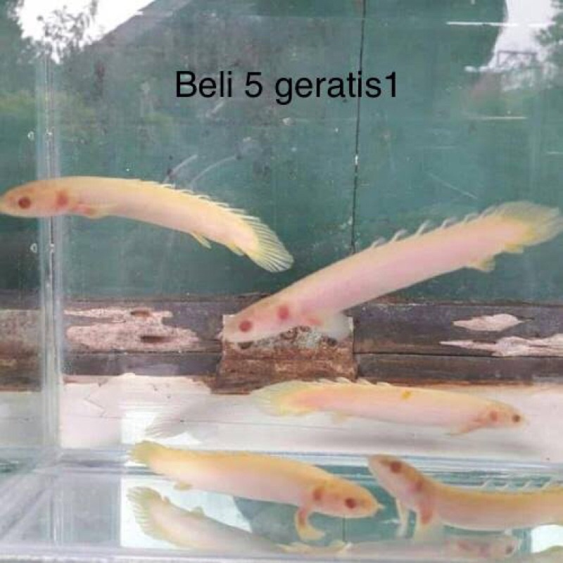 

palmas albino