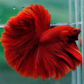 ikan cupang halfmoon super red | shopee indonesia