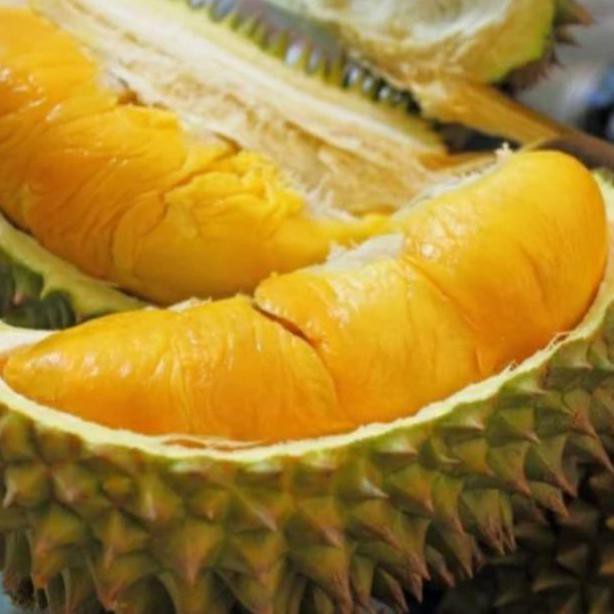 Murah bibit tanaman buah durian monthong Thailand super