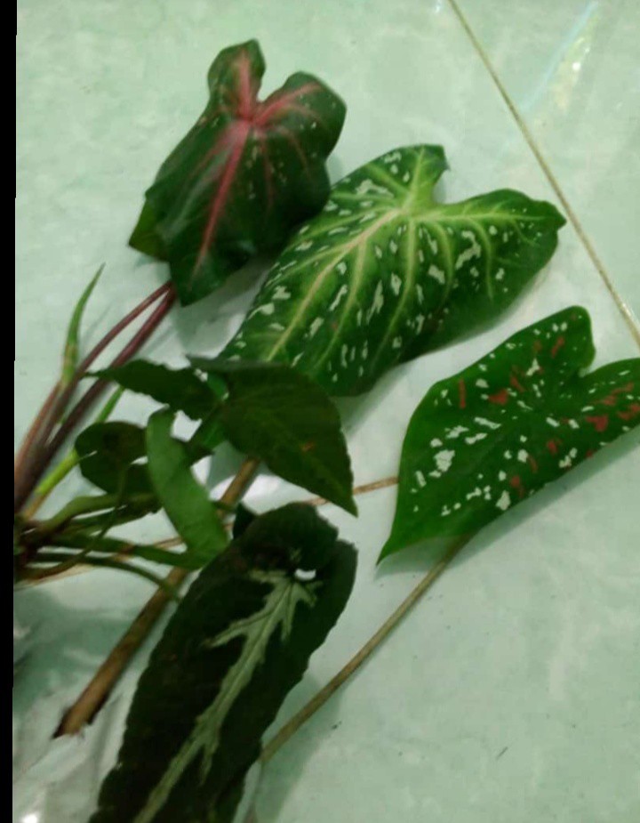 Tanaman Hias Keladi Wedlandi