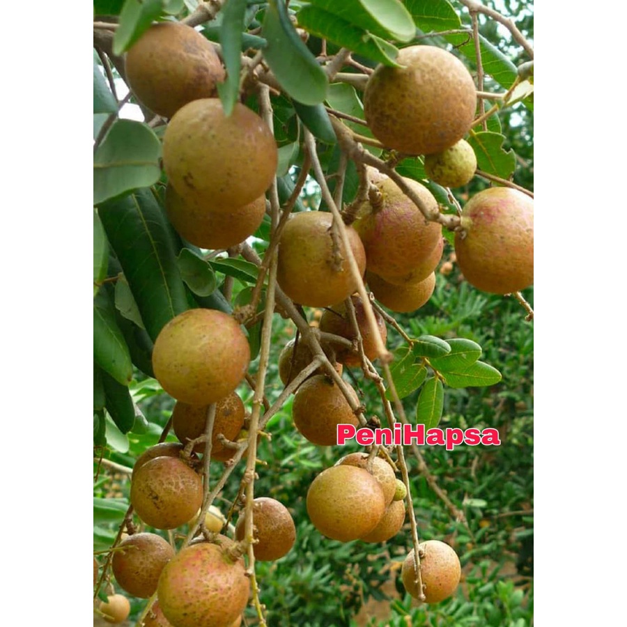 Bibit Kelengkeng Pingpong Okulasi Super