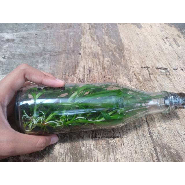 Dendro melintir botolan