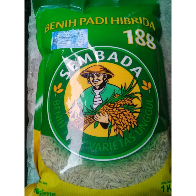 BENIH PADI HIBRIDA SEMBADA 188 BIBIT PADI UNGGUL