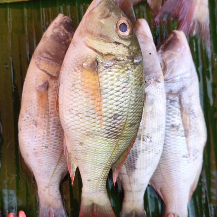 

ikan kakap putih ukuran kecil pasar online makassar