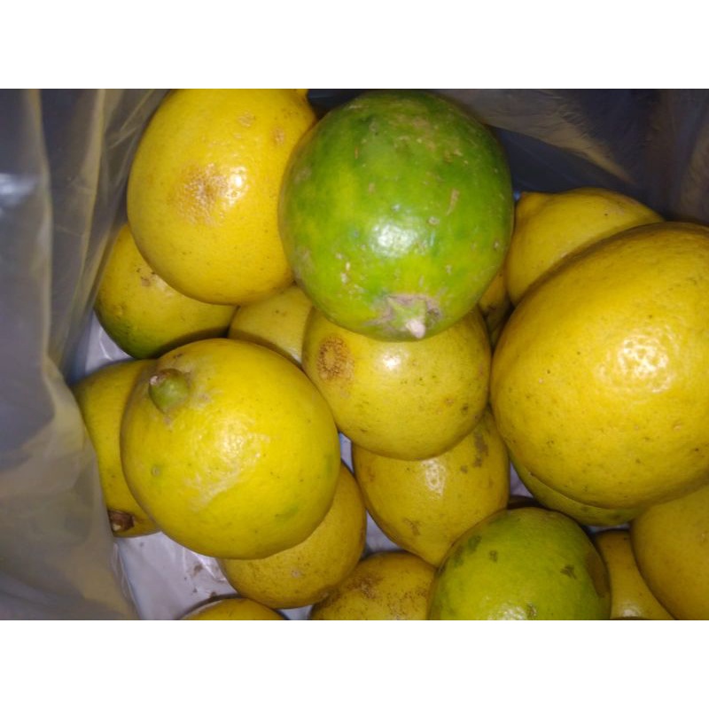 Jual Jeruk Lemon Lokal Lemon Segar Kg Indonesia Shopee Indonesia