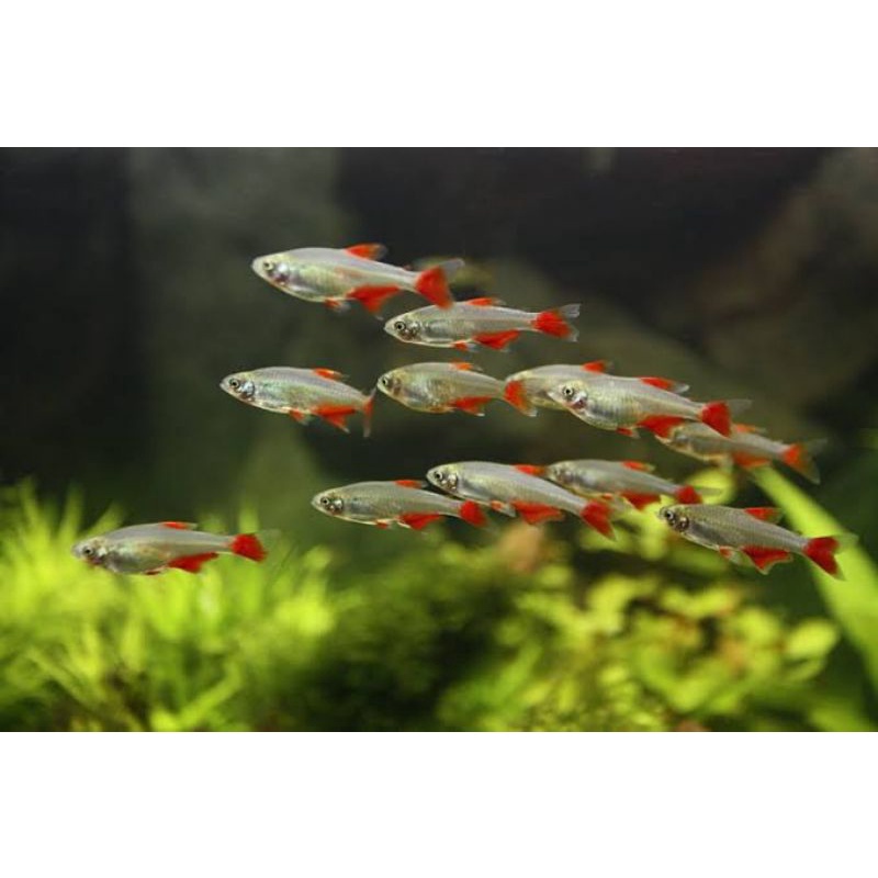 

Glassfin