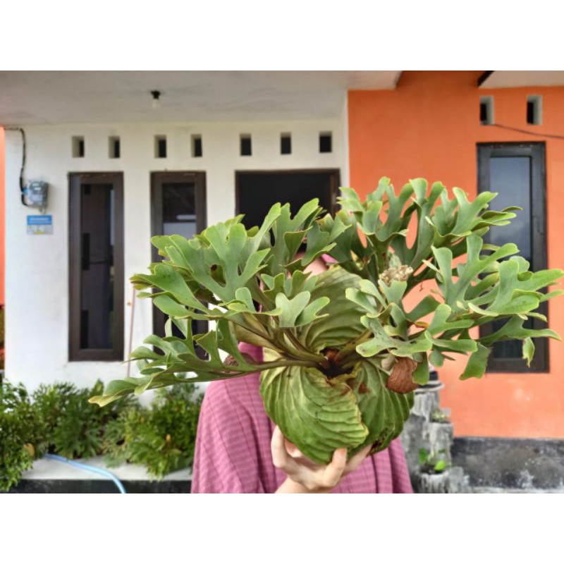 Platycerium Ridleyi size M