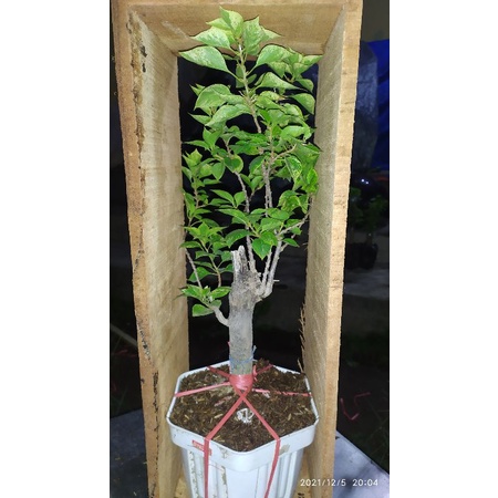 Tanaman bunga hias bonsai bougenville singapore variegata dengan pot