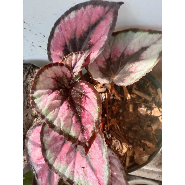 begonia red pita