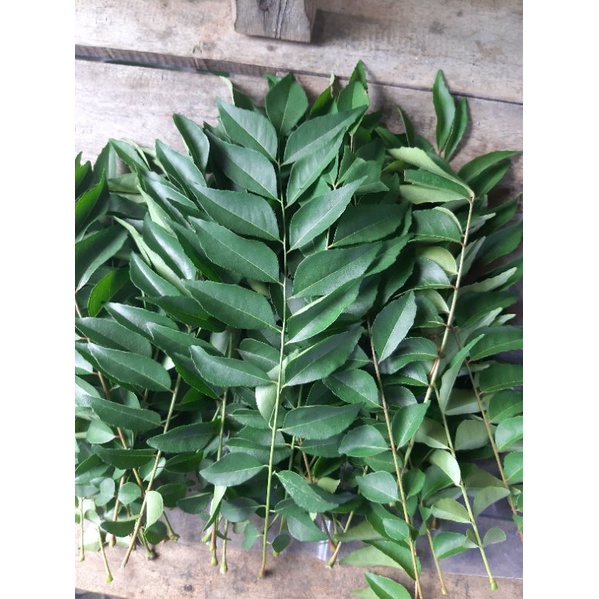 

100 gr daun kari segar atau salam koja segar 100 gram