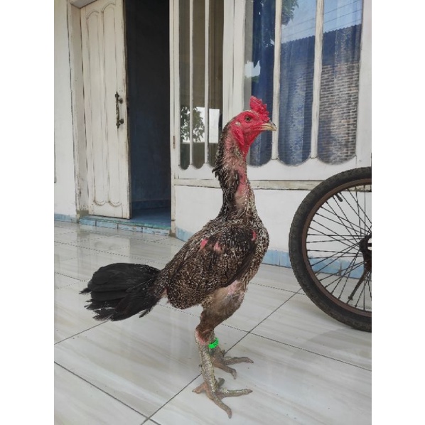 Ayam Jago Pejantan Berkualitas Bulbi Mangon Jalak Batik