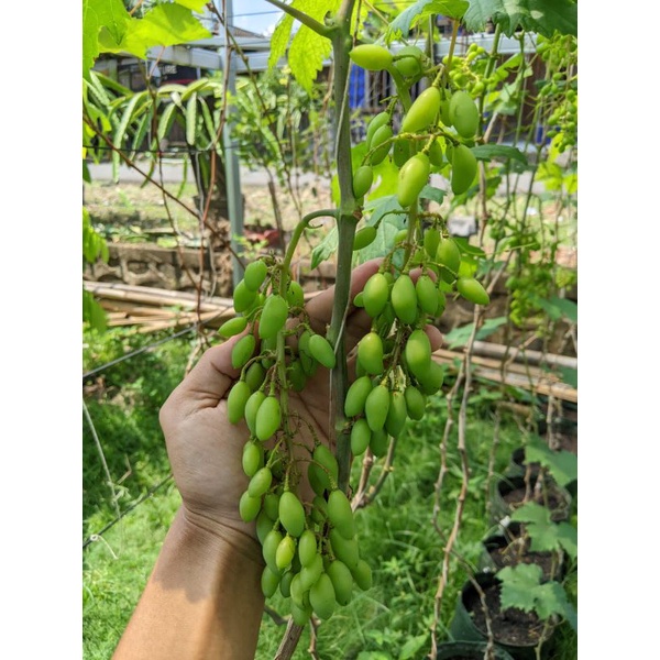 POHON TANAMAN BIBIT ANGGUR IMPORT JENIS DIXON SUDAH BERBUAH BERBUNGA