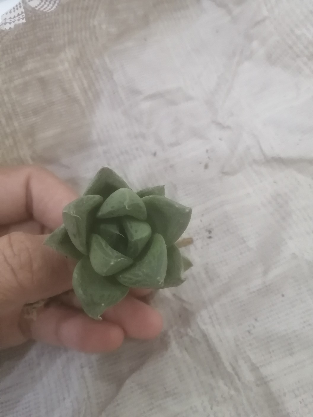 Kaktus Dan Sukulen Opuntia Mickey Ownroot