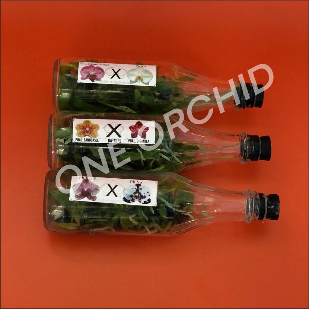 BIBIT ANGGREK BULAN BOTOLAN bibit botolan anggrek bulan murah