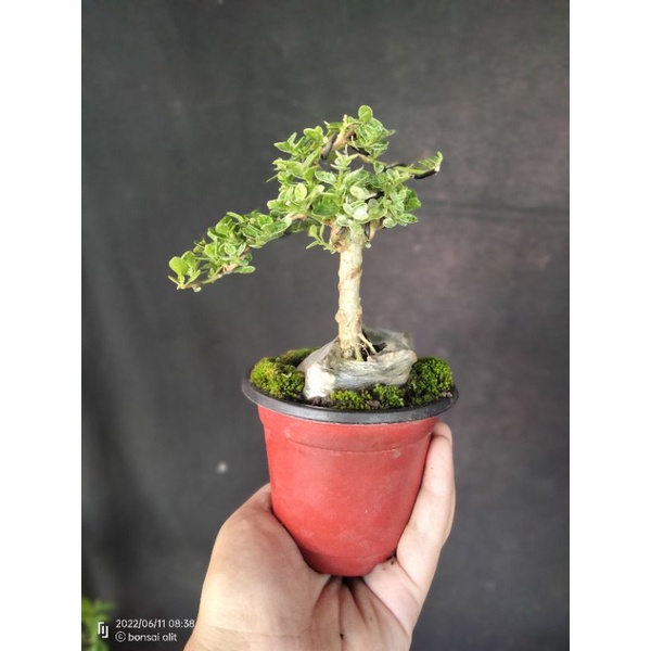 bonsai Sancang varigata on the rock-E