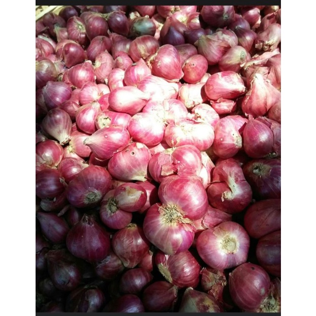 

Bawang Merah Probolinggo (PROTOLAN)
