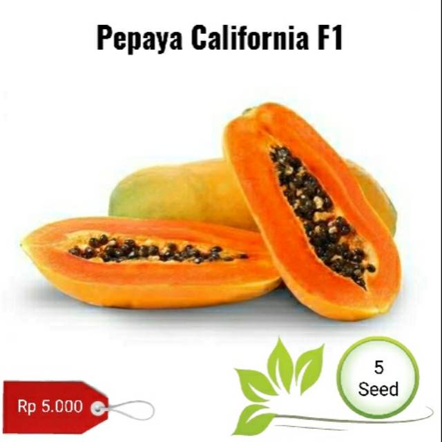 Benih biji pepaya california F1 -  5 benih
