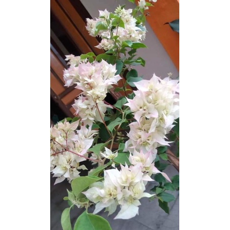 Bougenville Hawai Cherry blossom bibit ORI dan sambung