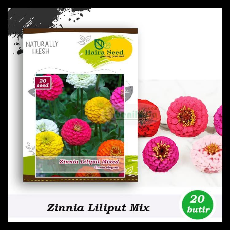 Benih-Bibit Bunga Zinnia Liliput Mixed (Haira Seed)