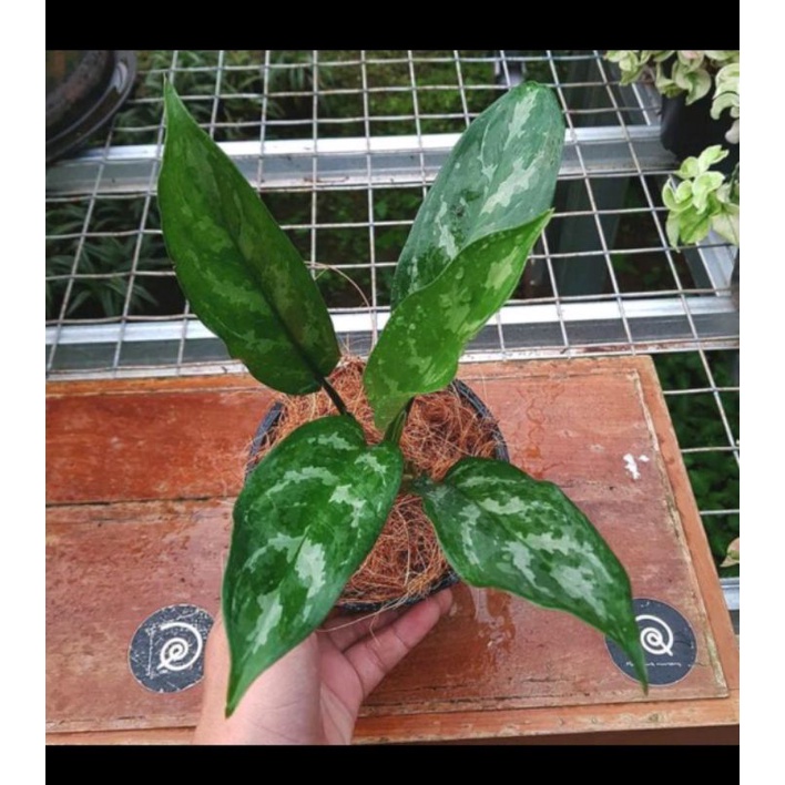 Aglonema commutatum Schott / Aglaonema Commutatum var maculatum / Srirejeki