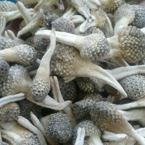 COD TERMURAH mpot putih utuh mpot ayam putih utuh empot putih