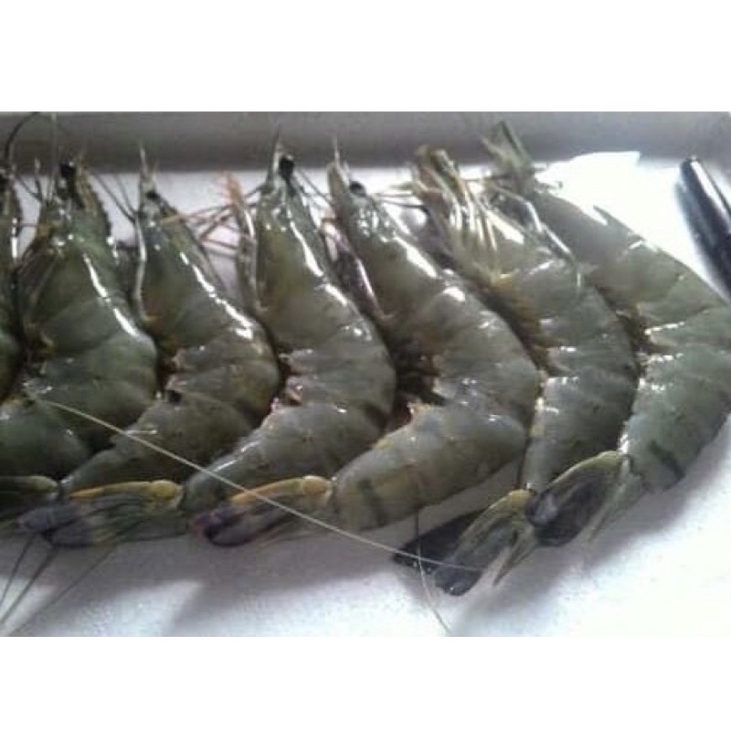 

Udang Ukuran Besar 250gram