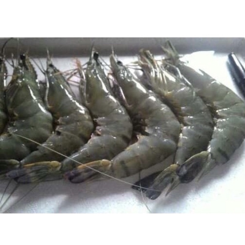 Udang Ukuran Besar 250gram