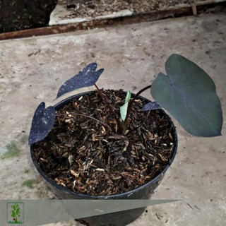 TANAMAN KELADI ALOCASIA PURPLE UNGU Shopee Indonesia TANAMAN KELADI ALOCASIA PURPLE UNGU Shopee Indonesia