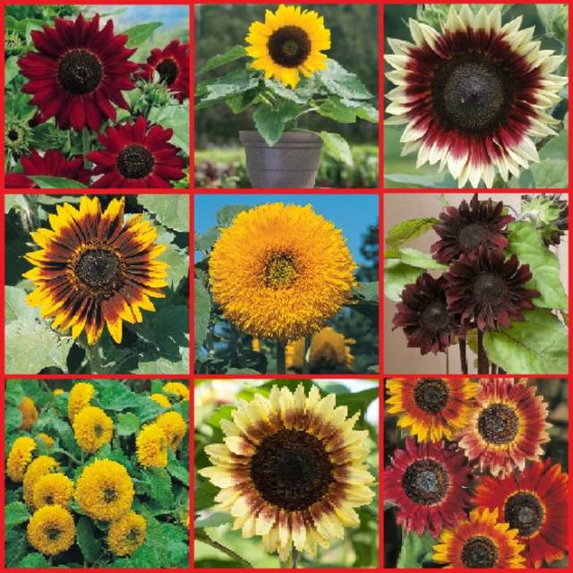 Biji Benih Sunflower Mix Warna Bunga Matahari Warna Warni Shopee Indonesia