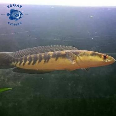 LHAU Channa yellow maru 10-15 cm ikan hias predator fish berkualitas 990XMGC