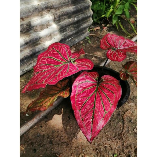 anakan keladi hybrid impor caladium c14