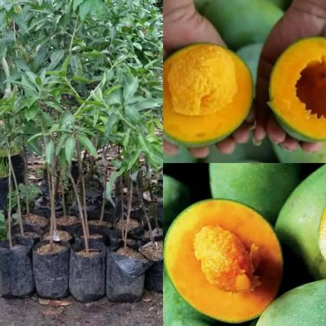 bibit mangga alpukat madu