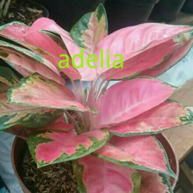 Bibit bunga  aglonema  red chocyn Shopee  Indonesia