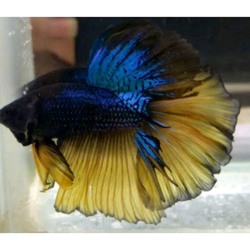 IKAN CUPANG HALFMOON EKOR LEBAR MURAH SIZE L_XL(HM L)-2