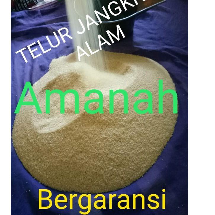 

『MPD』!!! 1kg Telur jangkrik alam/sliring